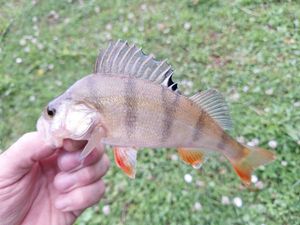 European Perch