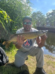 Northern Pike