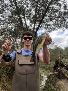 Largemouth Bass