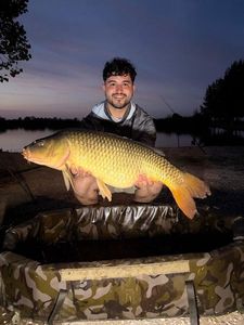 Common Carp