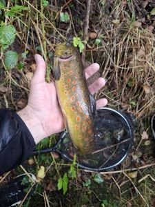 Brown Trout