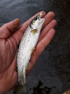 Brown Trout