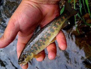 Brown Trout
