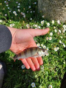 European Perch
