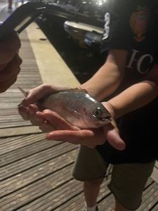 White Seabream