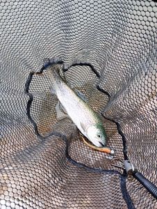 Rainbow Trout