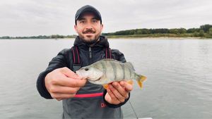 European Perch