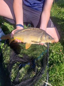 Mirror Carp