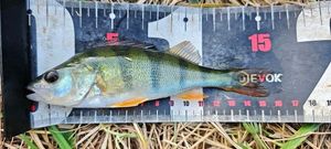 European Perch