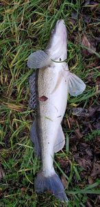 Zander