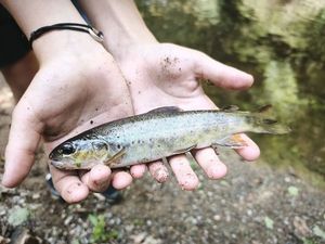 Brown Trout