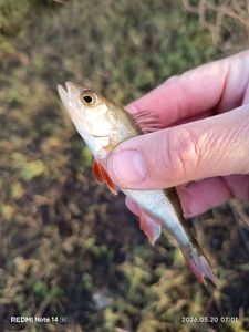 European Perch