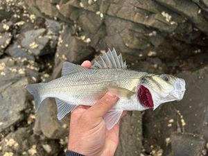 European Bass (Seabass)