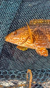 Ballan Wrasse