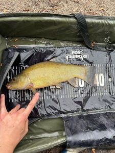 Tench