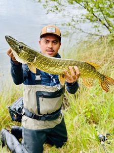 Northern Pike