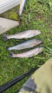 Rainbow Trout