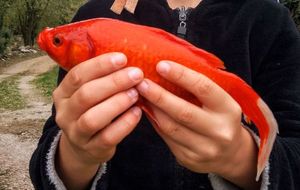 Poisson rouge 
