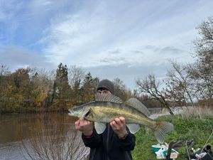Zander