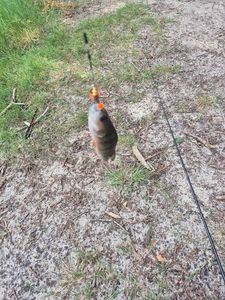 European Perch