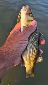European Bass (Seabass)