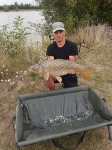 Common Carp