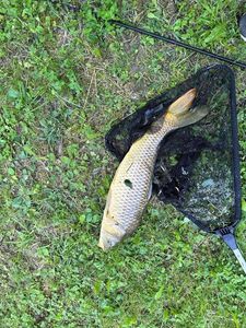 Common Carp