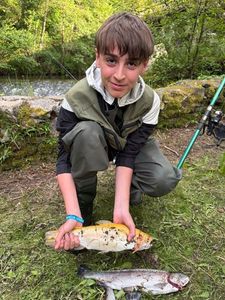 Rainbow Trout
