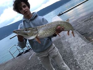 Chain Pickerel