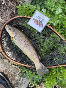 Brown Trout
