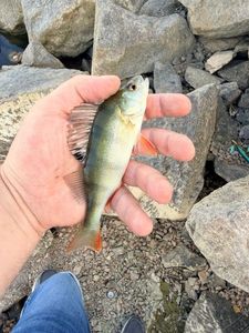 European Perch