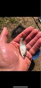Crucian Carp