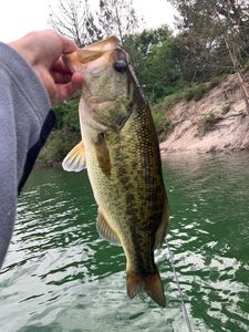 Largemouth Bass