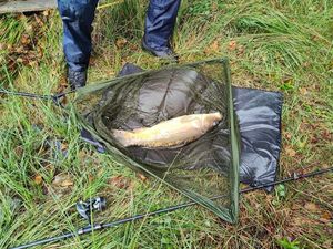 Leather Carp