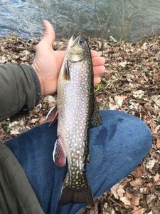 Brook Trout