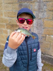 European Perch