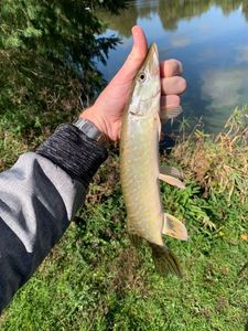 Northern Pike