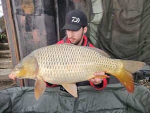 Common Carp