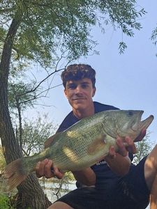 Largemouth Bass