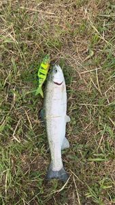 Rainbow Trout