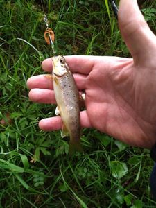 Brown Trout