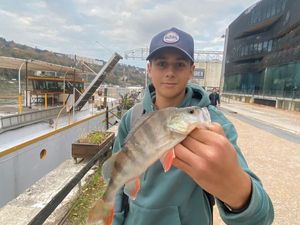 European Perch