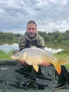 Mirror Carp