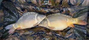 Mirror Carp