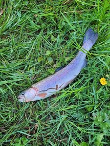 Rainbow Trout