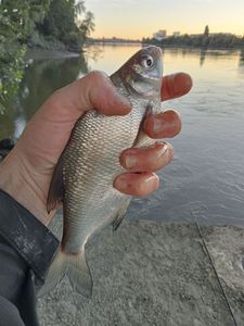 Common Bream