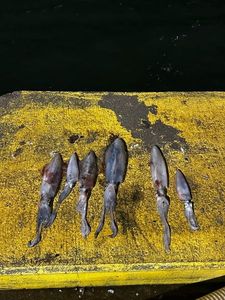 European Squid