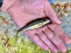 Common Minnow