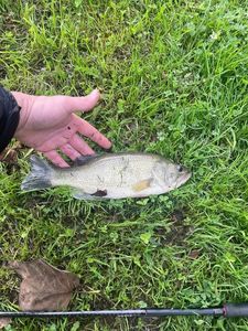 Smallmouth Bass