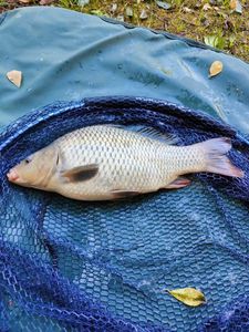 Crucian Carp